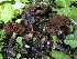  ( - HAY-F-005083)  @11 [ ] by-nc (2023) Dean Lyons Fungal Diversity Survey