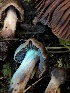  ( - HAY-F-005083)  @11 [ ] by-nc (2023) Dean Lyons Fungal Diversity Survey
