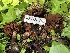  ( - HAY-F-005083)  @11 [ ] by-nc (2023) Dean Lyons Fungal Diversity Survey