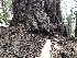  ( - HAY-F-005071)  @11 [ ] by-nc (2023) Dean Lyons Fungal Diversity Survey
