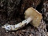  (Rhodocollybia sp. maculata-AK01 - HAY-F-005071)  @11 [ ] by-nc (2023) Dean Lyons Fungal Diversity Survey