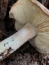  ( - HAY-F-005071)  @11 [ ] by-nc (2023) Dean Lyons Fungal Diversity Survey
