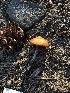  ( - HAY-F-005079)  @11 [ ] by-nc (2023) Dean Lyons Fungal Diversity Survey