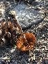  ( - HAY-F-005079)  @11 [ ] by-nc (2023) Dean Lyons Fungal Diversity Survey