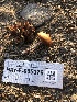  ( - HAY-F-005079)  @11 [ ] by-nc (2023) Dean Lyons Fungal Diversity Survey