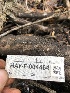  ( - HAY-F-004464)  @11 [ ] by-nc (2023) Dean Lyons Fungal Diversity Survey