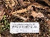  ( - HAY-F-004466)  @11 [ ] by-nc (2023) Dean Lyons Fungal Diversity Survey
