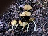  ( - HAY-F-006167)  @11 [ ] by-nc (2023) Dean Lyons Fungal Diversity Survey