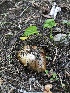  ( - HAY-F-006169)  @11 [ ] by-nc (2023) Dean Lyons Fungal Diversity Survey