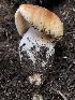  (Cortinarius sp. CA21 - HAY-F-006169)  @11 [ ] by-nc (2023) Dean Lyons Fungal Diversity Survey