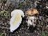  ( - HAY-F-006169)  @11 [ ] by-nc (2023) Dean Lyons Fungal Diversity Survey