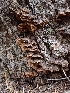  ( - HAY-F-003639)  @11 [ ] by-nc (2023) Sadie Hickey Fungal Diversity Survey
