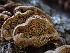  ( - HAY-F-003639)  @11 [ ] by-nc (2023) Sadie Hickey Fungal Diversity Survey