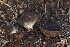  (Dissingia sp. PNW01 - HAY-F-004912)  @11 [ ] by-nc (2023) Warren Cardimona Fungal Diversity Survey