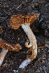  ( - HAY-F-004910)  @11 [ ] by-nc (2023) Warren Cardimona Fungal Diversity Survey