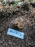  ( - HAY-F-004910)  @11 [ ] by-nc (2023) Warren Cardimona Fungal Diversity Survey