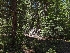  (Cortinarius pacificovernus - HAY-F-004908)  @11 [ ] by-nc (2023) Warren Cardimona Fungal Diversity Survey