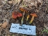  ( - HAY-F-004906)  @11 [ ] by-nc (2023) Warren Cardimona Fungal Diversity Survey
