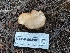  ( - HAY-F-004901)  @11 [ ] by-nc (2023) Warren Cardimona Fungal Diversity Survey