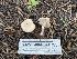  ( - HAY-F-004899)  @11 [ ] by-nc (2023) Warren Cardimona Fungal Diversity Survey