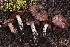 (Cortinarius sp. iunii-CA01 - HAY-F-004897)  @11 [ ] by-nc (2023) Warren Cardimona Fungal Diversity Survey