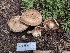  ( - HAY-F-004896)  @11 [ ] by-nc (2023) Warren Cardimona Fungal Diversity Survey