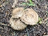  ( - HAY-F-004896)  @11 [ ] by-nc (2023) Warren Cardimona Fungal Diversity Survey
