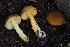  ( - HAY-F-004892)  @11 [ ] by-nc (2023) Warren Cardimona Fungal Diversity Survey
