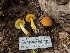  ( - HAY-F-004892)  @11 [ ] by-nc (2023) Warren Cardimona Fungal Diversity Survey