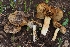  (Inocybe chelanensis - HAY-F-004888)  @11 [ ] by-nc (2023) Warren Cardimona Fungal Diversity Survey