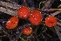  (Scutellinia sp. CA02 - HAY-F-004884)  @11 [ ] by-nc (2023) Warren Cardimona Fungal Diversity Survey