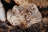  (Lentinellus montanus - HAY-F-004878)  @11 [ ] by-nc (2023) Warren Cardimona Fungal Diversity Survey