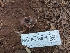  ( - HAY-F-004876)  @11 [ ] by-nc (2023) Warren Cardimona Fungal Diversity Survey