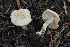  ( - HAY-F-004899)  @11 [ ] by-nc (2023) Warren Cardimona Fungal Diversity Survey