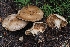  ( - HAY-F-004896)  @11 [ ] by-nc (2023) Warren Cardimona Fungal Diversity Survey