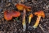  (Hygrocybe sp. conica-CA03 - HAY-F-004906)  @11 [ ] by-nc (2023) Warren Cardimona Fungal Diversity Survey