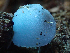  ( - HAY-F-005051)  @11 [ ] by-nc (2023) Dean Lyons Fungal Diversity Survey