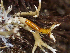  ( - HAY-F-005052)  @11 [ ] by-nc (2023) Dean Lyons Fungal Diversity Survey