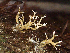  (Ramariaceae - HAY-F-005052)  @11 [ ] by-nc (2023) Dean Lyons Fungal Diversity Survey