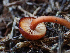  (Rhodophana sp. TAC390 - HAY-F-005053)  @11 [ ] by-nc (2023) Dean Lyons Fungal Diversity Survey