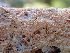  ( - HAY-F-005059)  @11 [ ] by-nc (2023) Dean Lyons Fungal Diversity Survey