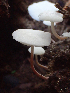  ( - HAY-F-005077)  @11 [ ] by-nc (2023) Dean Lyons Fungal Diversity Survey