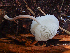  ( - HAY-F-005077)  @11 [ ] by-nc (2023) Dean Lyons Fungal Diversity Survey