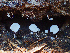 ( - HAY-F-005077)  @11 [ ] by-nc (2023) Dean Lyons Fungal Diversity Survey
