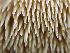  ( - HAY-F-005045)  @11 [ ] by-nc (2023) Dean Lyons Fungal Diversity Survey