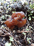  ( - HAY-F-005066)  @11 [ ] by-nc (2023) Dean Lyons Fungal Diversity Survey