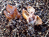  ( - HAY-F-005066)  @11 [ ] by-nc (2023) Dean Lyons Fungal Diversity Survey