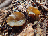  (Elaiopezia - HAY-F-005072)  @11 [ ] by-nc (2023) Dean Lyons Fungal Diversity Survey