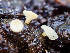  (Cudoniella sp. CA01 - HAY-F-005074)  @11 [ ] by-nc (2023) Dean Lyons Fungal Diversity Survey