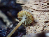  ( - HAY-F-004463)  @11 [ ] by-nc (2023) Dean Lyons Fungal Diversity Survey